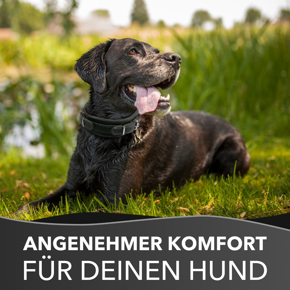 Hundehalsband mit Griff aus Leder – Bild 9